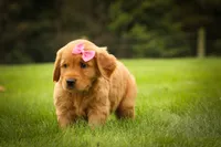Summer🎀, a female Golden Retriever for sale in Baltic, OH – 2 of 10