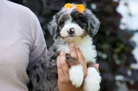 🐾 Percy 🐾, a male Miniature Bernedoodle for sale in Baltic, OH – 8 of 10