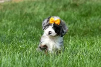 🐾 Percy 🐾, a male Miniature Bernedoodle for sale in Baltic, OH – 7 of 10