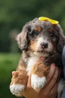 Jasper 🐾 🦴, a male Bernedoodle for sale in Baltic, OH – 3 of 8