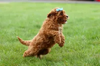 Kody 🐶, a male Cavapoo for sale in Baltic, OH – 7 of 9