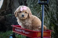 Nessa Rose 🎀, a female Bichpoo for sale in Baltic, OH – 10 of 10
