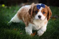 Patches💙, a male Cavalier King Charles Spaniel for sale in Baltic, OH – 3 of 10