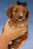 Max 🐾🐶, a male Cavapoo for sale in Baltic, OH – 6 of 7