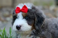 🐾 Meet Pilot 🐾, a male Miniature Bernedoodle for sale in Baltic, OH – 4 of 9