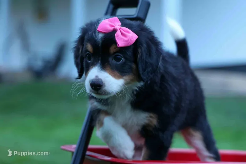 Yancy ❤️ – Miniature Bernedoodle puppy for sale in Baltic, OH