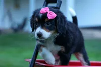Yancy ❤️, a female Miniature Bernedoodle for sale in Baltic, OH – 1 of 9