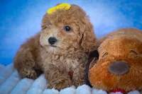 Nella🌸, a female Bichpoo for sale in Baltic, OH – 2 of 10