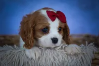 Princeton 🐾, a male Cavalier King Charles Spaniel for sale in Baltic, OH – 2 of 10