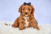 Max 🐾🐶, a male Cavapoo for sale in Baltic, OH – 2 of 7