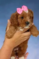 Mia Rose🎀, a female Cavapoo for sale in Baltic, OH – 6 of 10