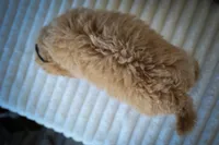 Newton💙🐾, a male Bichpoo for sale in Baltic, OH – 9 of 10