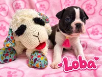 Loba, a female Boston Terrier for sale in Key West, FL – 1 of 1