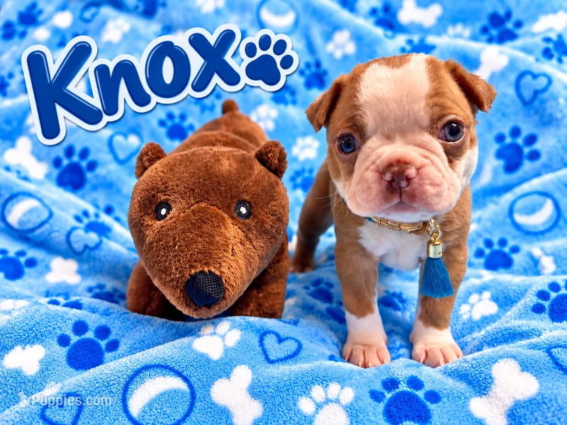 Knox – Boston Terrier puppy for sale in Key West, FL