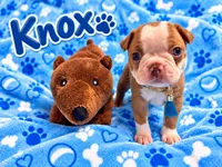 Knox, a male Boston Terrier for sale in Key West, FL – 1 of 1