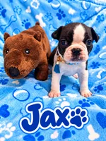 Jax, a male Boston Terrier for sale in Key West, FL – 1 of 1