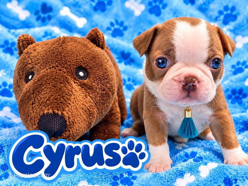 Cyrus – Boston Terrier puppy for sale in Key West, FL