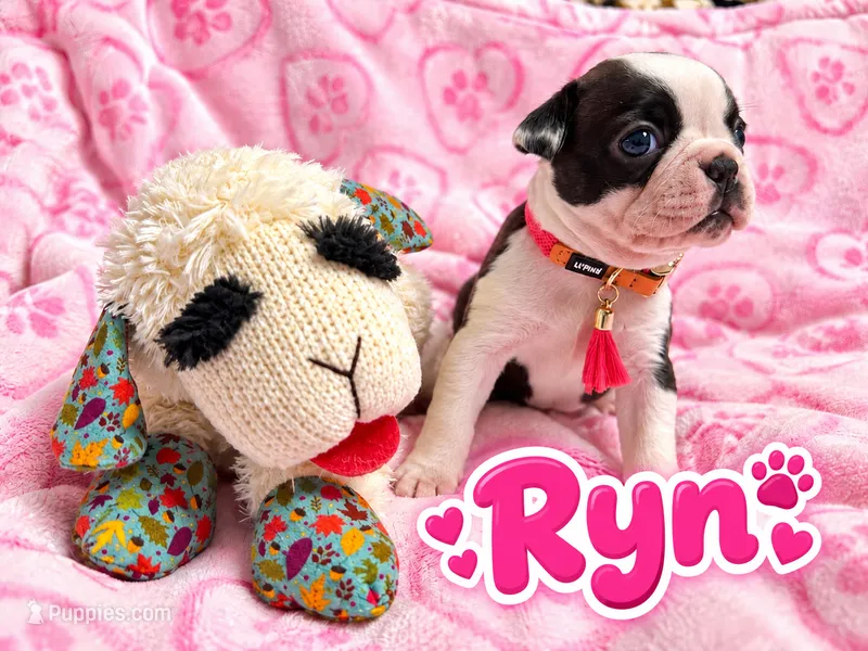 Ryn – Boston Terrier puppy for sale in Key West, FL