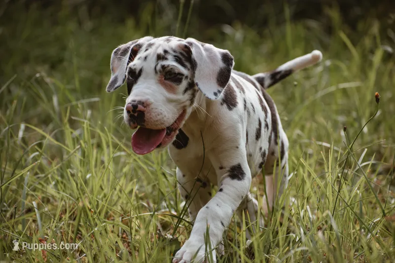 Sandy – Great Dane puppy for sale in Atlanta, GA