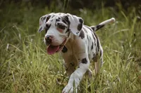 Sandy, a female Great Dane for sale in Atlanta, GA – 1 of 3
