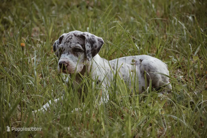 Sunny – Great Dane puppy for sale in Atlanta, GA