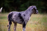 Tank, a male Great Dane for sale in Atlanta, GA – 2 of 4
