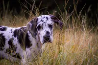 Adeline , a male Great Dane for sale in Atlanta, GA – 3 of 4