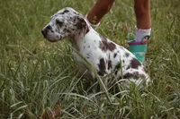 Sammie, a female Great Dane for sale in Atlanta, GA – 3 of 3