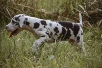 Sandy, a female Great Dane for sale in Atlanta, GA – 2 of 3