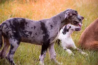 Tank, a male Great Dane for sale in Atlanta, GA – 4 of 4