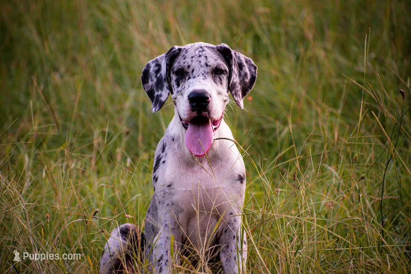 Sunny – Great Dane puppy for sale in Atlanta, GA