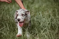 Sunny, a female Great Dane for sale in Atlanta, GA – 2 of 3