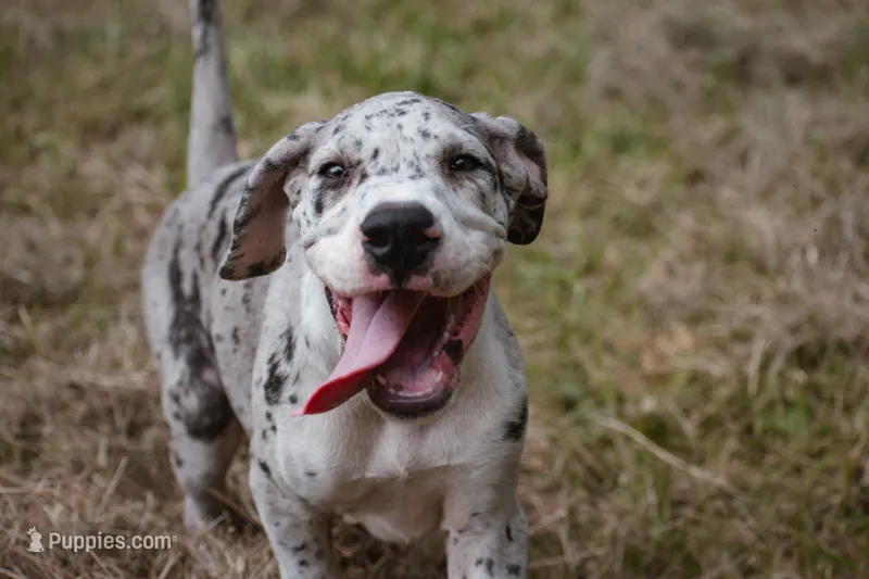 Sunny – Great Dane puppy for sale in Atlanta, GA