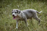 Sunny, a female Great Dane for sale in Atlanta, GA – 3 of 3