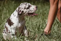 Sammie, a female Great Dane for sale in Atlanta, GA – 2 of 3