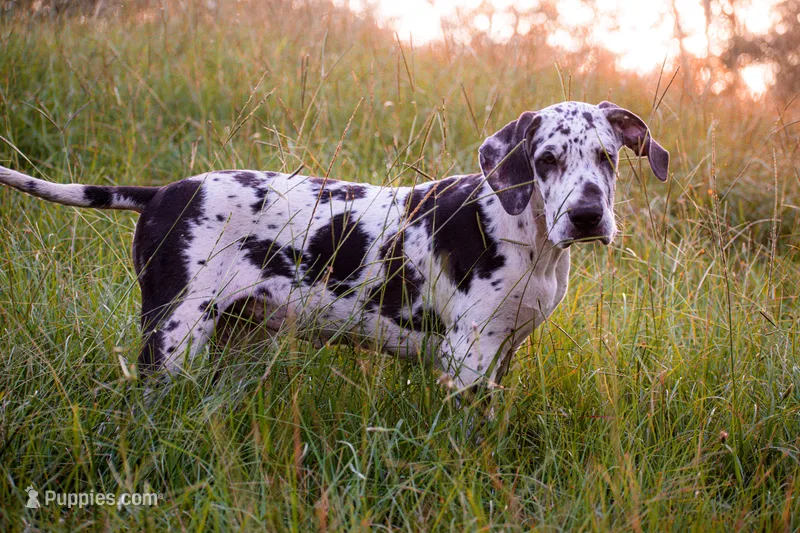 Adeline  – Great Dane puppy for sale in Atlanta, GA