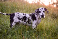 Adeline , a male Great Dane for sale in Atlanta, GA – 1 of 4