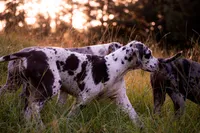 Adeline , a male Great Dane for sale in Atlanta, GA – 2 of 4