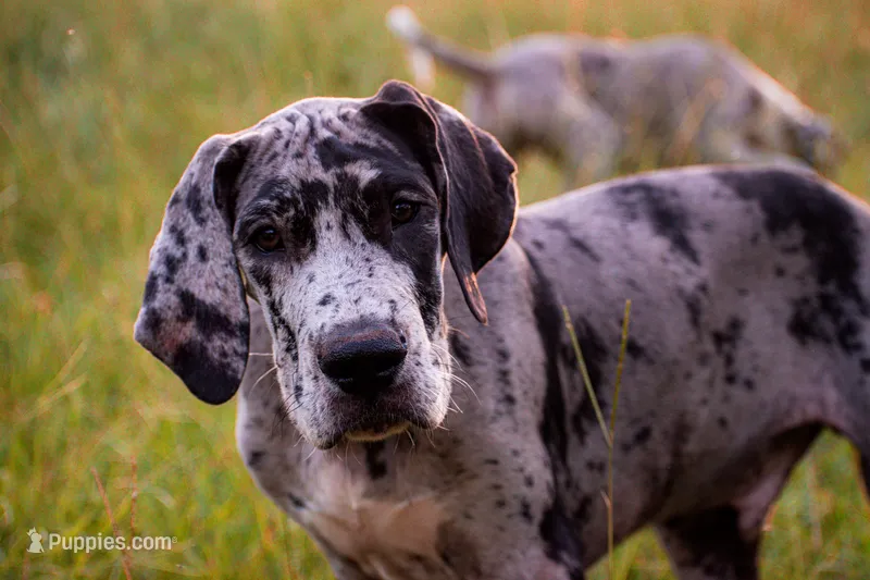 Tank – Great Dane puppy for sale in Atlanta, GA
