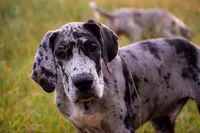 Tank, a male Great Dane for sale in Atlanta, GA – 1 of 4