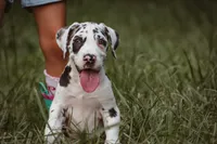 Sandy, a female Great Dane for sale in Atlanta, GA – 3 of 3