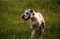 Adeline , a male Great Dane for sale in Atlanta, GA – 4 of 4