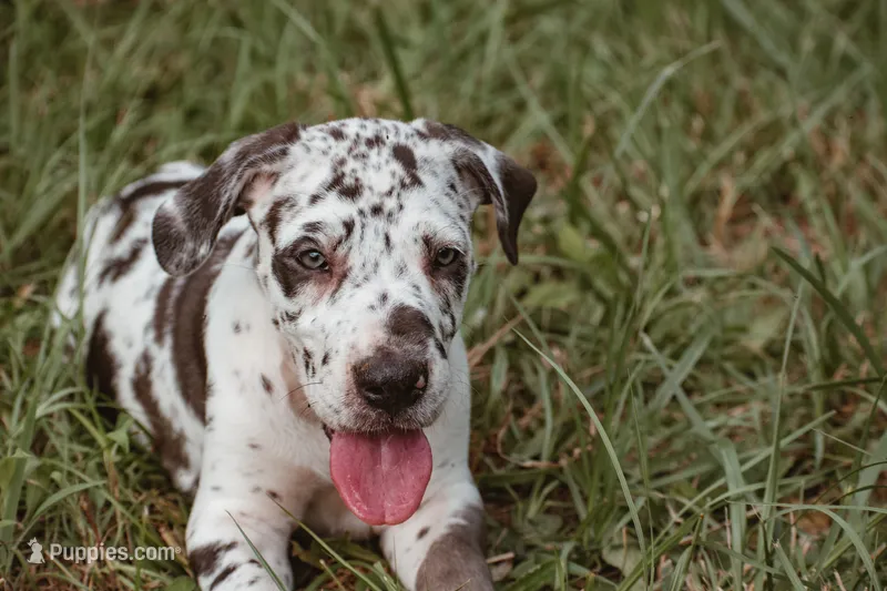 Sammie – Great Dane puppy for sale in Atlanta, GA