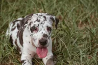 Sammie, a female Great Dane for sale in Atlanta, GA – 1 of 3