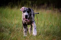 Tank, a male Great Dane for sale in Atlanta, GA – 3 of 4