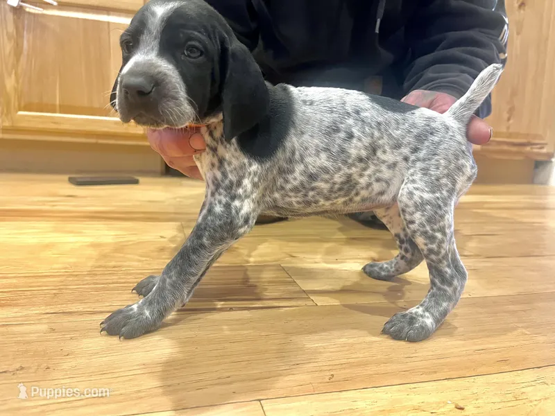 Elvira – German Shorthaired Pointer puppy for sale in Emlenton, PA