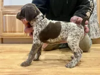 Poppy, a female German Shorthaired Pointer for sale in Emlenton, PA – Photo 2 of 4