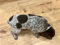 Poppy, a female German Shorthaired Pointer for sale in Emlenton, PA – Photo 4 of 4