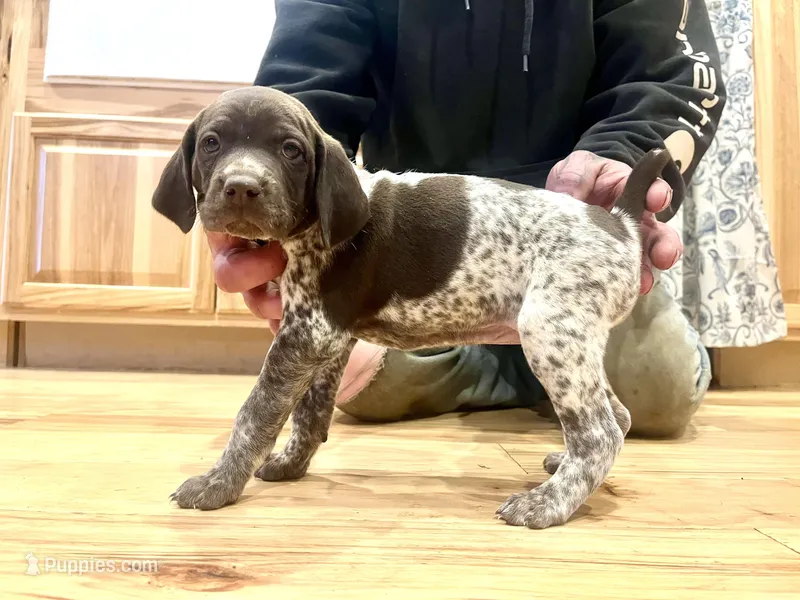 Poppy – German Shorthaired Pointer puppy for sale in Emlenton, PA