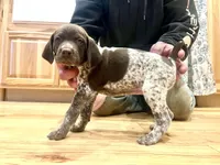 Poppy, a female German Shorthaired Pointer for sale in Emlenton, PA – Photo 1 of 4